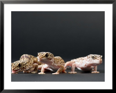 Female Leopard Geckos At The Sunset Zoo, Kansas by Joel Sartore Pricing Limited Edition Print image