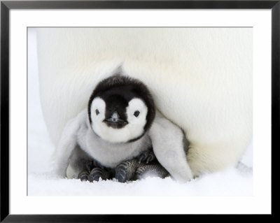 Emperor Penguin Chick, Snow Hill Island, Weddell Sea, Antarctica, Polar Regions by Thorsten Milse Pricing Limited Edition Print image