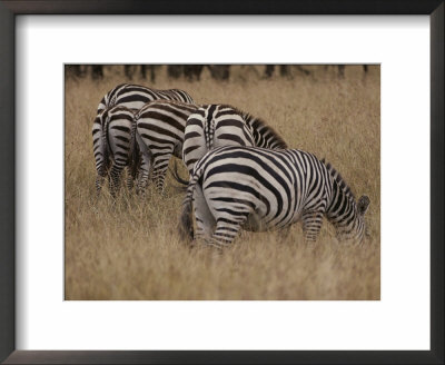 Common Zebras Graze On An African Savanna by Jodi Cobb Pricing Limited Edition Print image