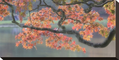 Acer Iii, Maple And Lake by Chris Farrow Pricing Limited Edition Print image