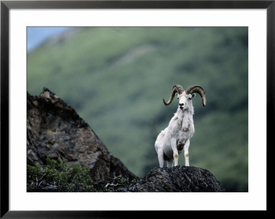 A Dalls Sheep On A Rock In Chugach State Park by Chris Johns Pricing Limited Edition Print image