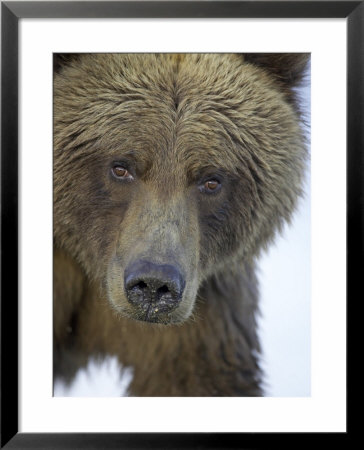 Grizzly Bear, Portrait Of Adult Female, Alaska by Mark Hamblin Pricing Limited Edition Print image