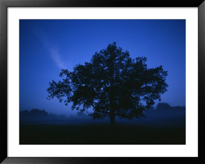 Tree On A Summer Night by Mattias Klum Pricing Limited Edition Print image