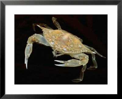A Juvenile Blue Crab Snapping Its Claws In Self-Defense by George Grall Pricing Limited Edition Print image