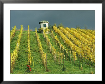 Vineyard In Autumn Near Lake Zurich by David Pluth Pricing Limited Edition Print image