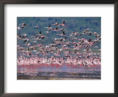 Flock Of Lesser Flamingo, Lake Nakuru, Kenya by Anup Shah Pricing Limited Edition Print image
