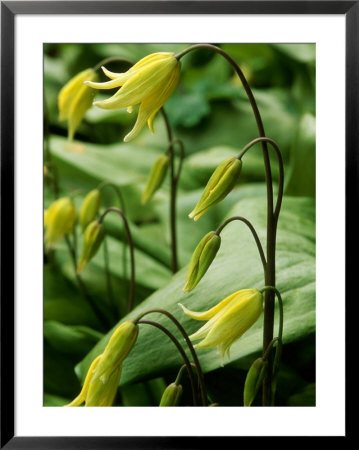 Erythronium Pagoda (Adders Tongue) by Mark Bolton Pricing Limited Edition Print image