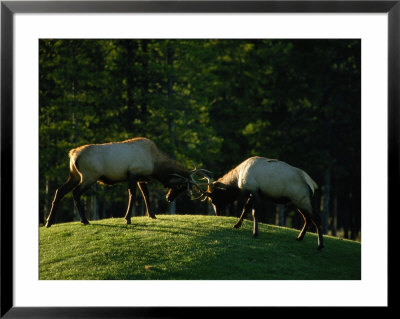 Sparring Elk Clash Antlers by Raymond Gehman Pricing Limited Edition Print image