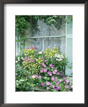Summer Window Box, Petunia, Osteopermum, Window, Shutter, Lace Curtain by Lynne Brotchie Pricing Limited Edition Print image