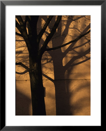 Tree Casts A Duplicate Shadow On A Brick Wall by Stacy Gold Pricing Limited Edition Print image