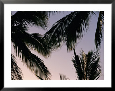 A View Of Palm Fronds At Sunset by Paul Nicklen Pricing Limited Edition Print image