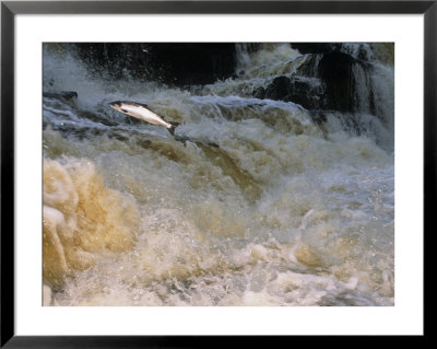 Leaping Salmon In The Ballysadare River In Ireland by Paul Nicklen Pricing Limited Edition Print image