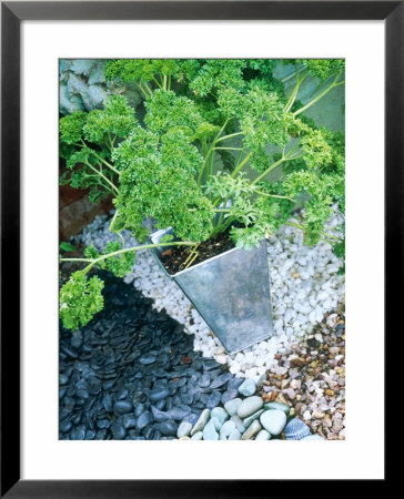 Galvanised Metal Pot Planted With Parsley Set On Chequerboard Of Gravel, Slate And Pebbles by Linda Burgess Pricing Limited Edition Print image
