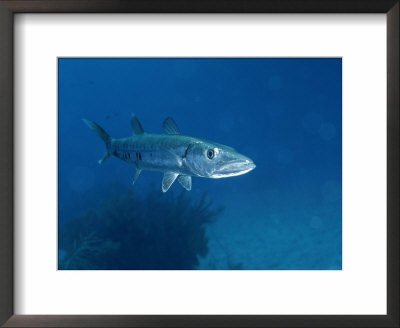 A Barracuda Fish by Wolcott Henry Pricing Limited Edition Print image