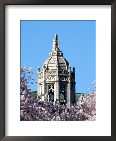 Cherry Blooms At The University Of Washington, Seattle by William Sutton Pricing Limited Edition Print image