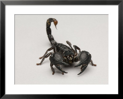 Emperor Scorpion At The Lincoln Children's Zoo, Nebraska by Joel Sartore Pricing Limited Edition Print image