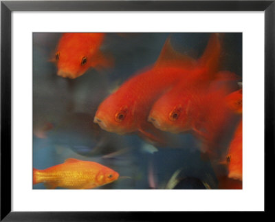 Gold Fish by Bruce Ando Pricing Limited Edition Print image