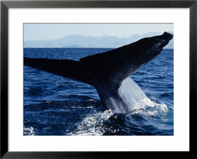 Blue Whale, Flukes, Baja California, Mexico by Gerard Soury Pricing Limited Edition Print image