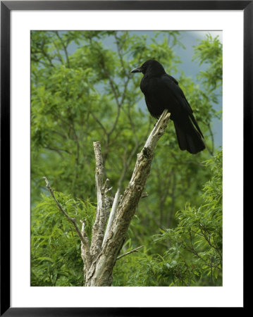 A Crow Perched On An Old Dead Tree Snag by Klaus Nigge Pricing Limited Edition Print image