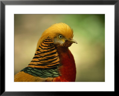 Close View Of A Golden Pheasant by Joel Sartore Pricing Limited Edition Print image