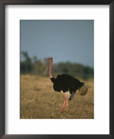 An Ostrich On A Plain In Kenyas Masai Mara National Reserve by Roy Toft Pricing Limited Edition Print image