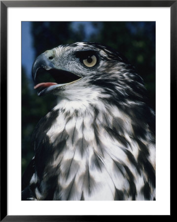 Red-Tailed Hawk Sticks Out Its Tongue by George Herben Pricing Limited Edition Print image