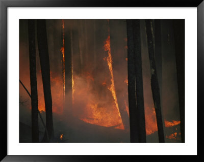 Trees Go Up In Smoke During The Yellowstone Fires Of 1988 by Michael S. Quinton Pricing Limited Edition Print image