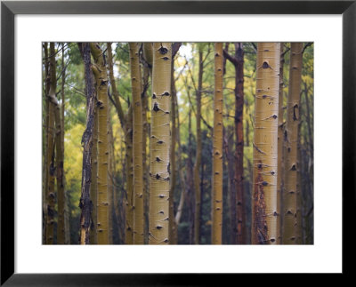 Woodland View Of A Stand Of Birch Trees by Raul Touzon Pricing Limited Edition Print image