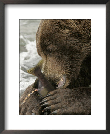 Close-Up Of An Alaskan Brown Bear Eating A Salmon In A River (Ursus Arctos) by Roy Toft Pricing Limited Edition Print image