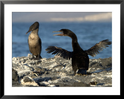 A Flightless Comorant Flaps Its Wings On Fernandina Island by Ralph Lee Hopkins Pricing Limited Edition Print image