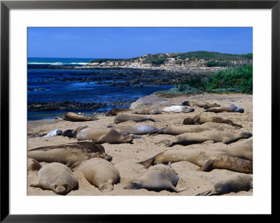 Young Northern Elephant Seals, Ano Nuevo State Reserve, California, Usa by Brent Winebrenner Pricing Limited Edition Print image