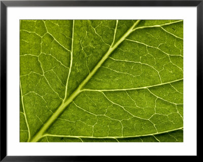 Close View Of A Hydrangea Leaf, Groton, Connecticut by Todd Gipstein Pricing Limited Edition Print image