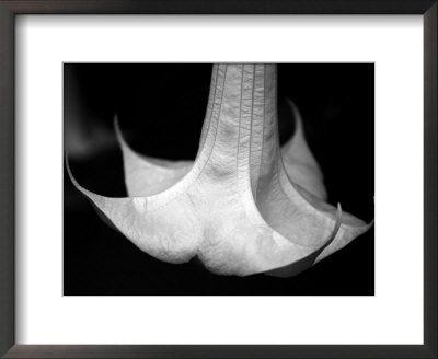 Trumpet Flower I by Nicole Katano Pricing Limited Edition Print image