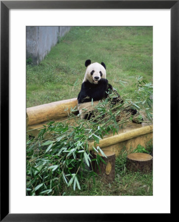 Panda In Chongquing City Zoo, Chongquing City, Chongquing, China by Gavin Hellier Pricing Limited Edition Print image
