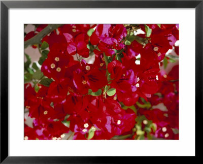 Close-Up Of Pink Bougainvillea Flowers, Andalucia, Spain by Jean Brooks Pricing Limited Edition Print image