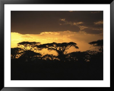 Acacia Trees Silhouetted Against The Evening Sky by Marc Moritsch Pricing Limited Edition Print image