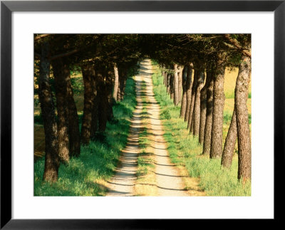 Tree-Lined Dirt Road Near Cortona, Umbria, Italy by David Tomlinson Pricing Limited Edition Print image