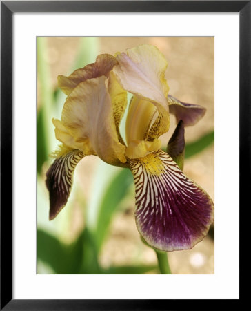 Iris Sambucina Close-Up Of Yellow Flower With Purple Veined Falls by Mark Bolton Pricing Limited Edition Print image