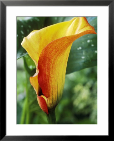 Zantedeschia, Mango (Close-Up Of Orange Flower) by Chris Burrows Pricing Limited Edition Print image