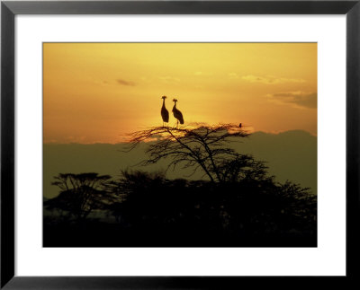 Crowned Cranes, 2 On Tree At Sunset, Tanzania by Deeble & Stone Pricing Limited Edition Print image