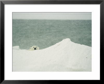 A Polar Bear Peers Over A Snow Bank At Waters Edge by Norbert Rosing Pricing Limited Edition Print image