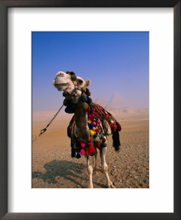 Tourist Camels At Great Pyramids, Giza, Egypt by Chris Mellor Pricing Limited Edition Print image
