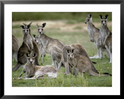 Alert Mob Of Eastern Grey Kangaroos Standing And Lying Down, Australia by Jason Edwards Pricing Limited Edition Print image