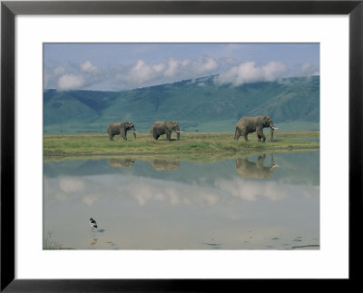 A Herd Of African Elephants Traveling Along A River In Chobe National Park by Beverly Joubert Pricing Limited Edition Print image