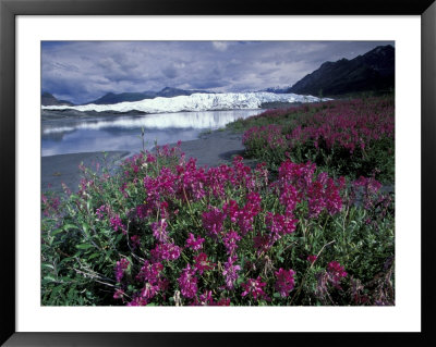 Fireweed Blossoms, Matanuska Glacier, Chugach Range, Alaska, Usa by Paul Souders Pricing Limited Edition Print image