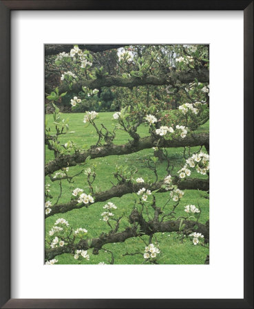 Pear, Espalier Trained Tree (Fruit Blossom) by Mark Bolton Pricing Limited Edition Print image