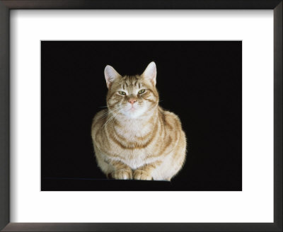 Male Ginger Domestic Cat Looking Smug, Uk by Jane Burton Pricing Limited Edition Print image