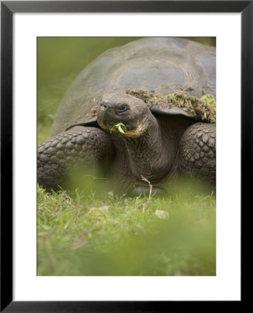 A Giant Galapagos Tortoise Chewing On Vegetation by Ralph Lee Hopkins Pricing Limited Edition Print image