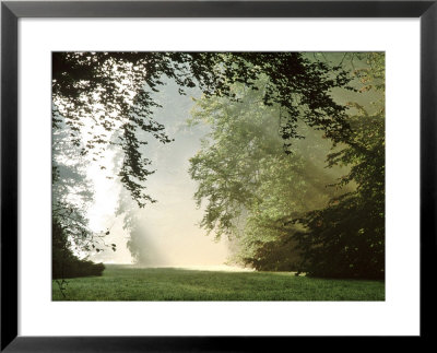 Woodland Garden In Autumn, October, Westonbirt Arboretum by Mark Bolton Pricing Limited Edition Print image
