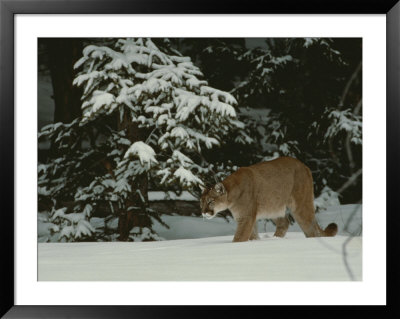 Mountain Lion In A Wintry Landscape by Jim And Jamie Dutcher Pricing Limited Edition Print image